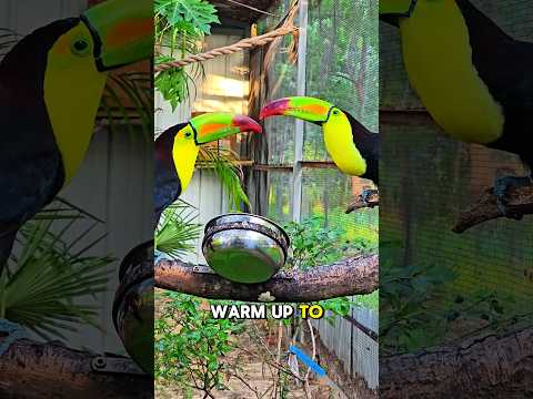 toucan love story
