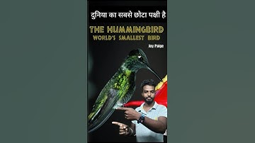 world smallest bird // Hummingbird is the World smallest bird #short #shots #hummingbird #birds