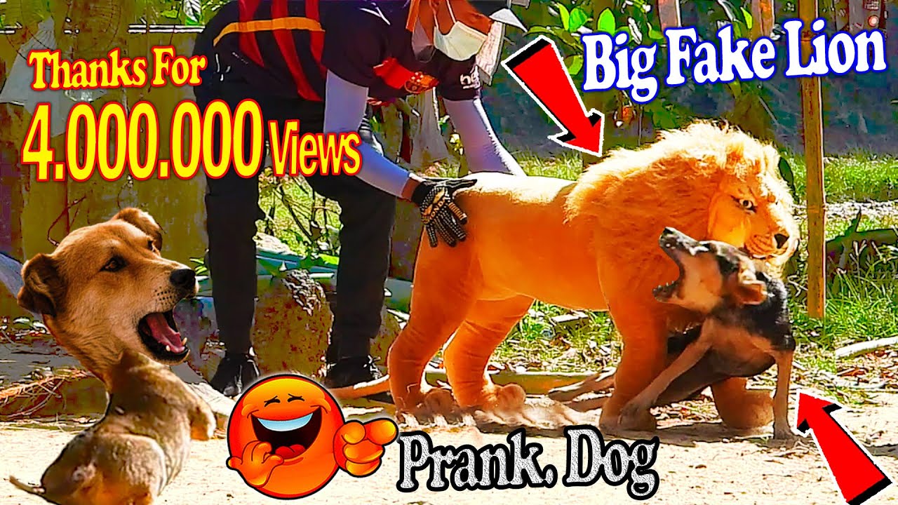 Big Fake Lion vs Prank Dogs   Must Watch Funny Video Will Make You Lough