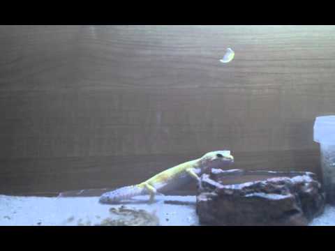 uava Leopard Gecko taking a Drink.