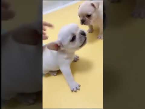 Cute and Funny Animal Video | #shorts
