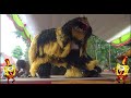 Atraksi  Macan Garong dan Topeng Monyet | Barongan Can Macanan dan Drumband Dangdut Koplo