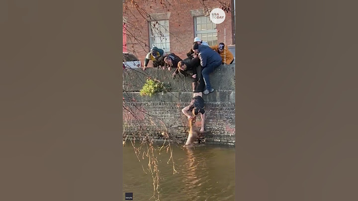 Good Samaritans save stranger's dog from drowning | USA TODAY #Shorts