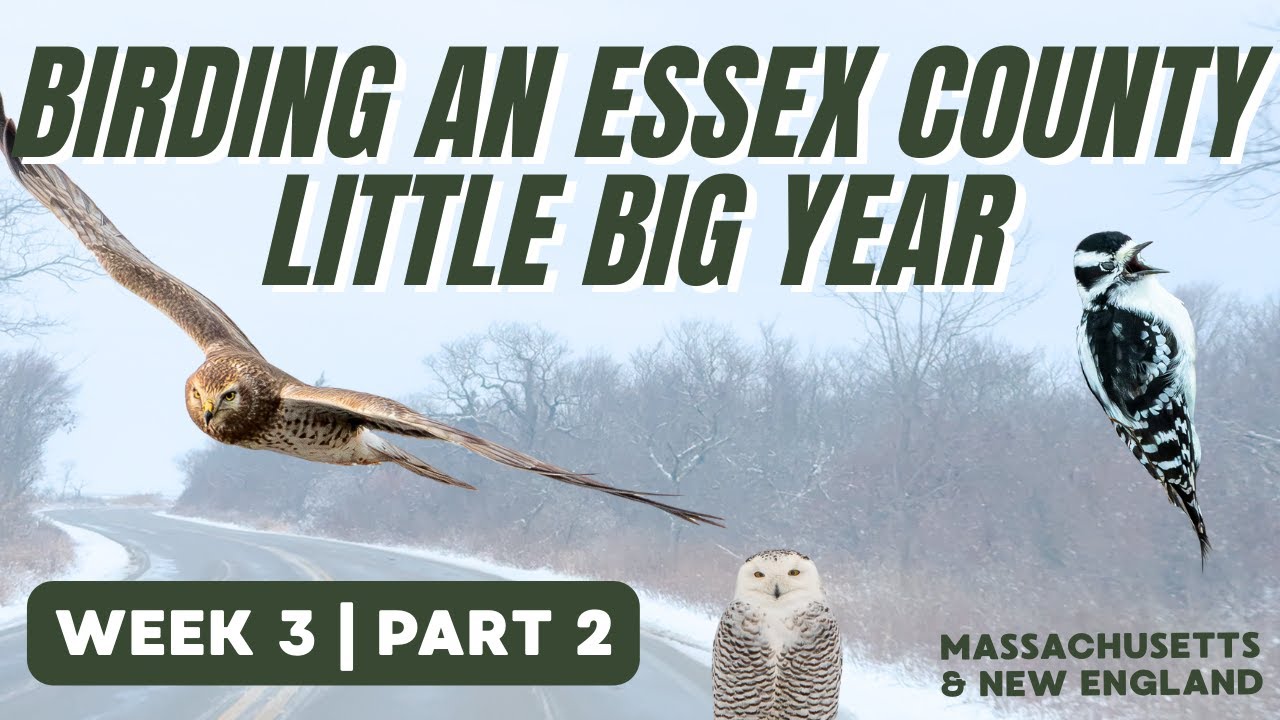 Looking for a SNOWY OWL and adding another RARE BIRD to my list!