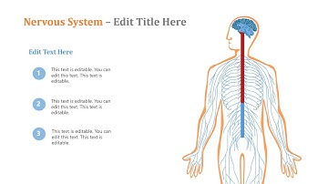 Nervous System PowerPoint Template