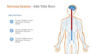 Nervous System PowerPoint Template