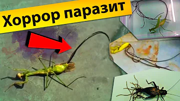 Хоррор паразит - нематоморфа, волосатик, конский волос (экстремальная биология)