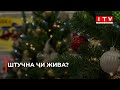 Свято наближаться: скільки коштують новорічні ялинки у Рівному?