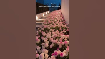 سورة: الغاشية : القارئ .. عبد الرحمن مسعد#اكسبلور #لايك #المصحف