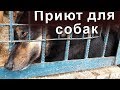 ПРИЮТ ДЛЯ БЕЗДОМНЫХ СОБАК...Не покупай! Возьми из приюта!