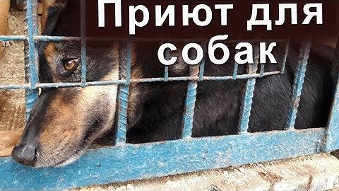 ПРИЮТ ДЛЯ БЕЗДОМНЫХ СОБАК...Не покупай! Возьми из приюта!