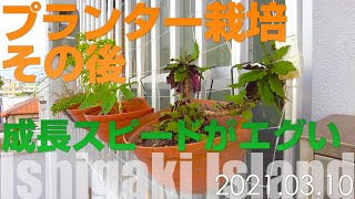 [2021.03.10] プランター栽培その後。南国ハーブの成長スピードがエグい [石垣島]