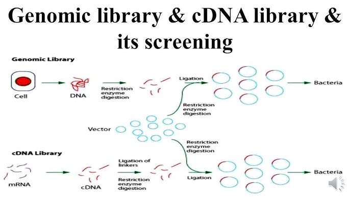 Genomic Library Animation
