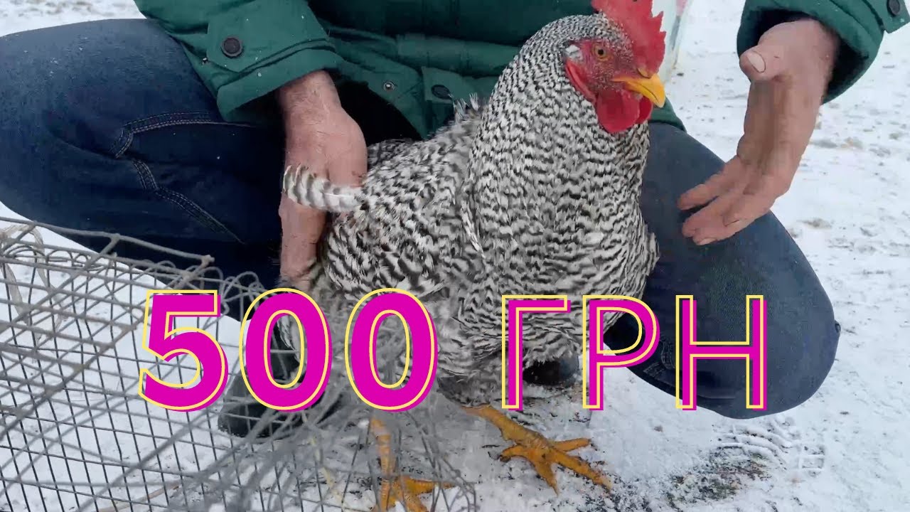 Ціни у Тернополі на собак, котів, кролів та птицю