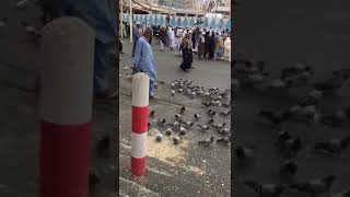 PIGEONS OF MADINA 2