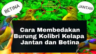 CARA MEMBEDAKAN BURUNG KOLIBRI JANTAN DAN BETINA MUDA HUTAN!!!