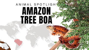 The Amazon Tree Boa - ReptiChip Animal Spotlight