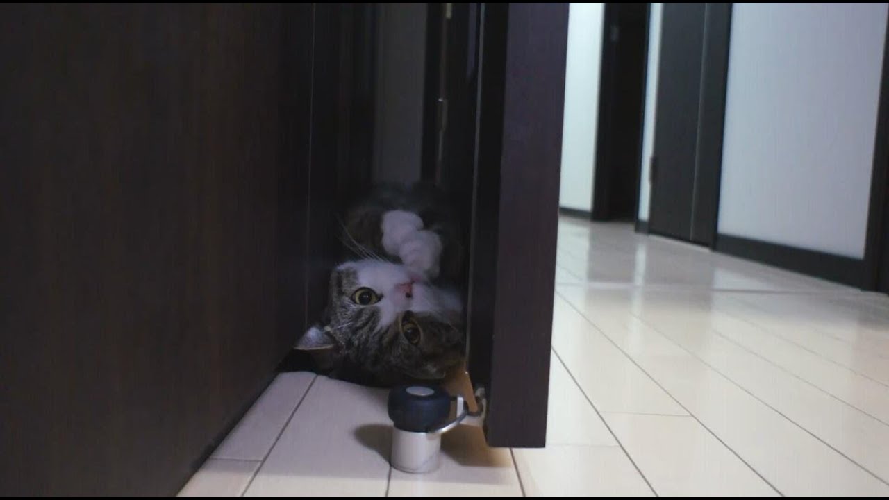 猫藓 すきまる。-Gap Maru.-