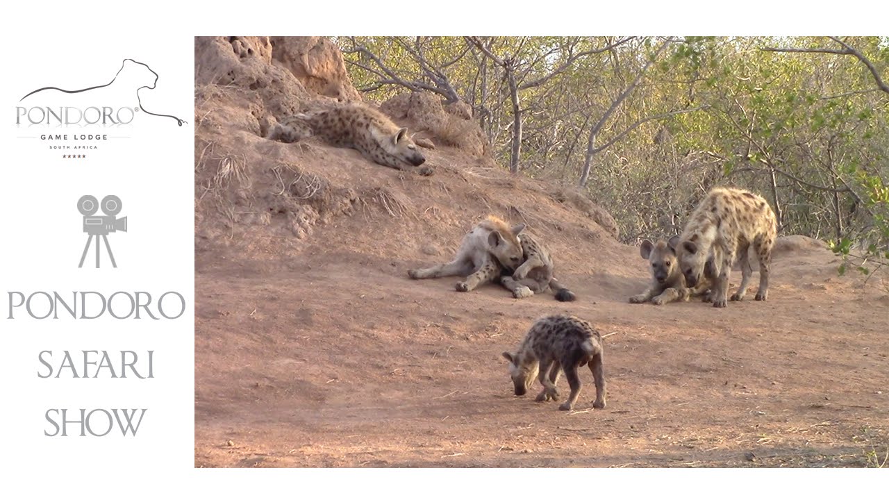 Hyenas at den site Pondoro - YouTube