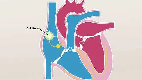 The Electrical Signals of the Heart