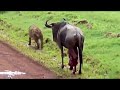 【恐怖】グロすぎる動物の捕食シーン