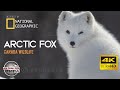 Arctic Fox - Canada Wildlife - Scientific name: Vulpes Lagopus