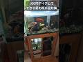 水槽の高水温対策！100円アイテムで出来ちゃいます #アクアリウム #水槽 #高水温 #熱帯魚 #アフリカンシクリッド #シクリッド #水ハネ #アクアフランジ