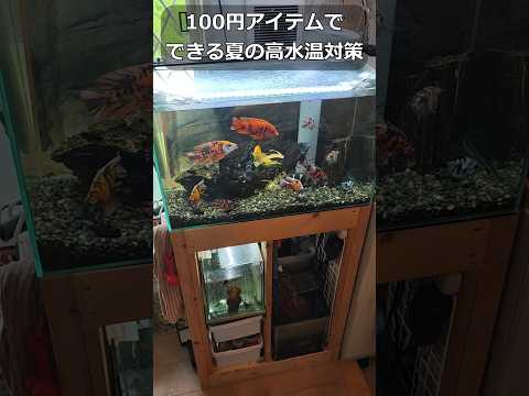 水槽の高水温対策!100円アイテムで出来ちゃいます #アクアリウム #水槽 #高水温 #熱帯魚 #アフリカンシクリッド #シクリッド #水ハネ #アクアフランジ