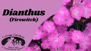 Cottage Gardens Inc (Lansing) Dianthus Firewitch