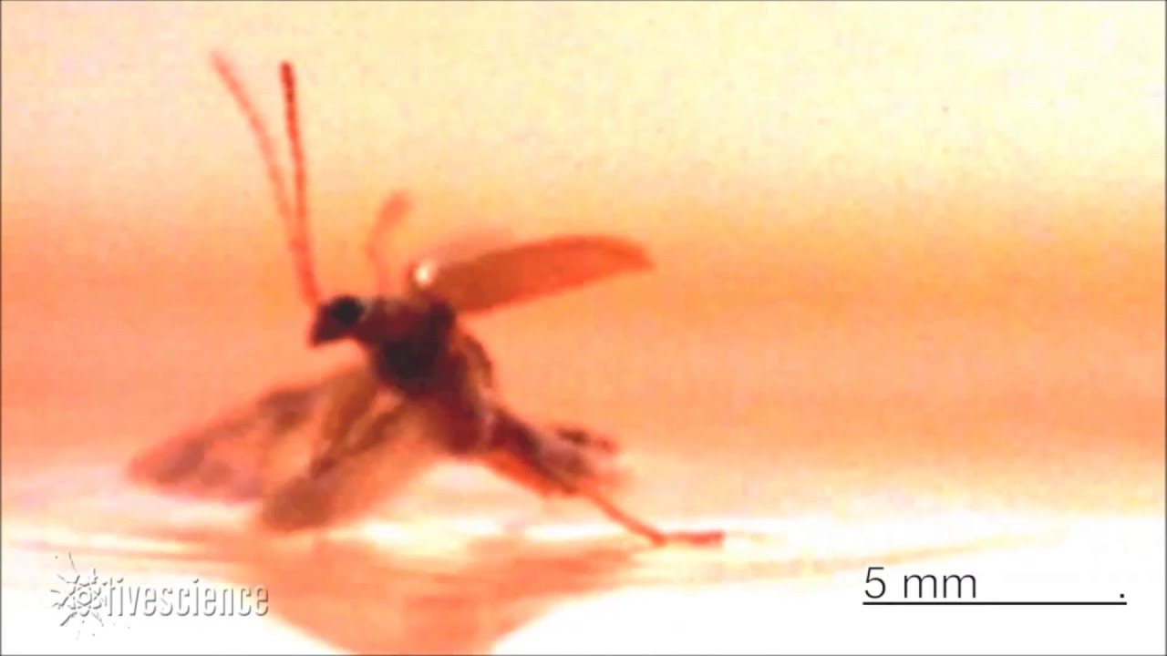 Vanishing Beetle Generates Gravity Waves Slow Motion Video YouTube