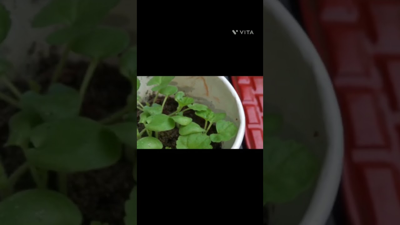 germination of geranium from seeds