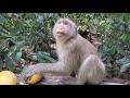 Watch This Adorable Rainbow, Lila and other lovely Monkey Devour Juicy Mangoes – Eating Yummy! 💗🐒💛