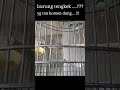 burung Tengkek ap ya namanya?yang tau komen dong!! #shorts #fyp  #viral