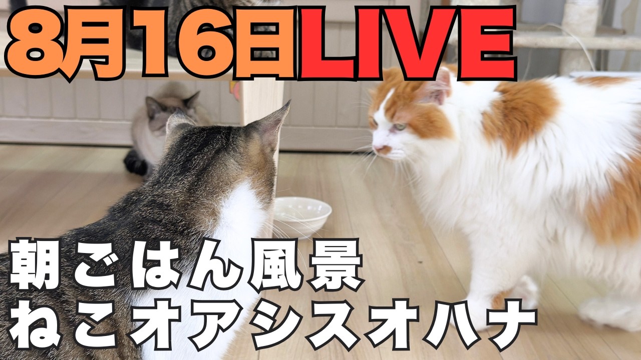 NEKO oasis ohana Live配信 8.16 - YouTube