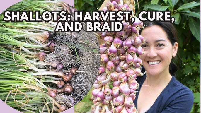 When and How to Harvest Shallots