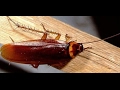 طريقة عمل عجينة حمض البوريك للصراصير