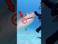 Man removes a Fishhook on Shark's Mouth
