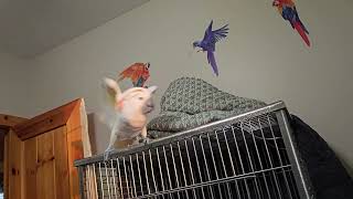 A Cockatoo Meltdown Volume Alert