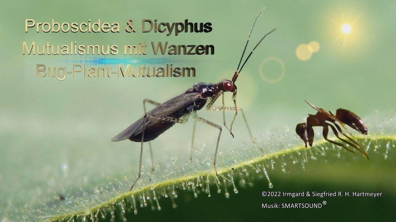 Teufelsklauen sind Wanzenpflanzen: Proboscidea & Dicyphus /A Bug-Plant-Mutualism.
