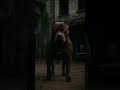 Guardián de la furia #dog #pitbull #shortvideo #shorts #foryou