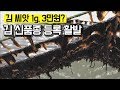 [뉴스] 김 씨앗 1g, 3만원? 김 신품종 등록 활발 190328 by KBS광주