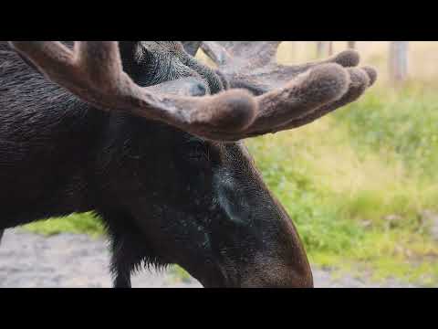 Willkommen in Småland