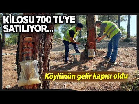 Video: Reçine Nasıl Toplanır