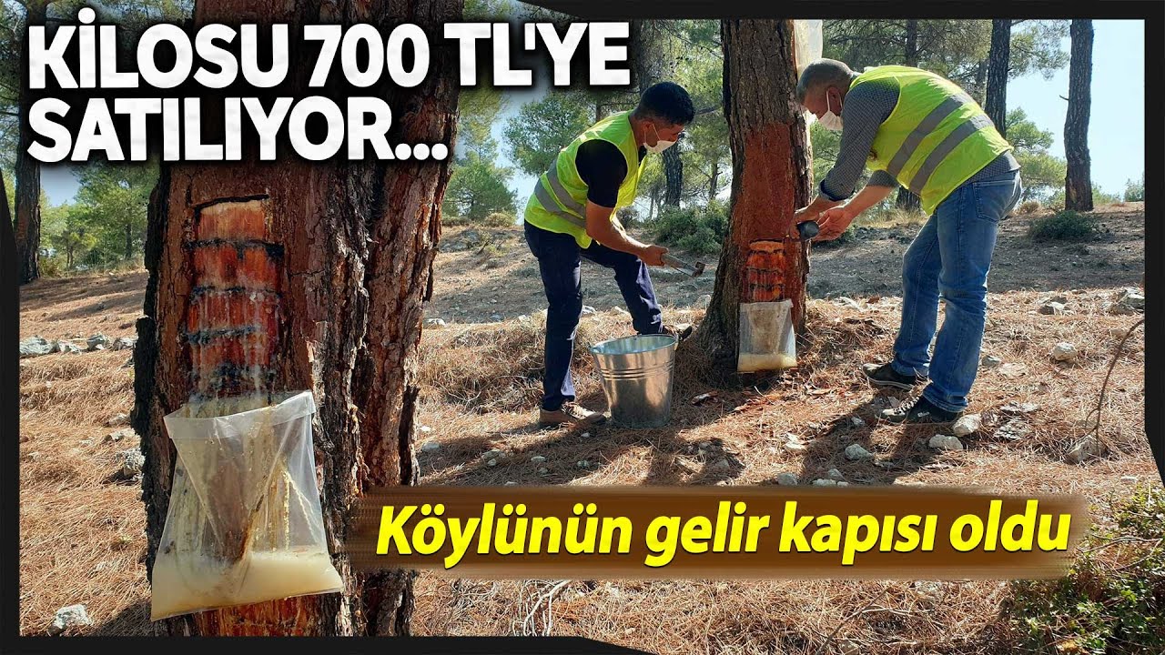 Reçine Üretimi, Orman Köylüsünün Yeni İş Kapısı Oldu