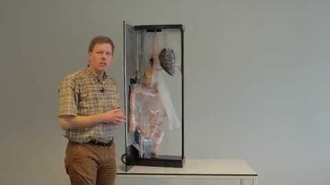 4.12 peritoneal development: step 3, model, development of the greater omentum