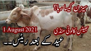 Bhains Colony Mandi Latest Rate and Bargaining 1 August 2021 Update | Karachi Cattle Market