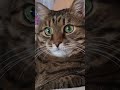 Много дорог 🧹🛣️🙀🤣 #cat #кот #юмор #котушка #позитив #популярное #смех