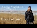 Snow Geese Migration, Freezeout Lake Montana: Spring 2024