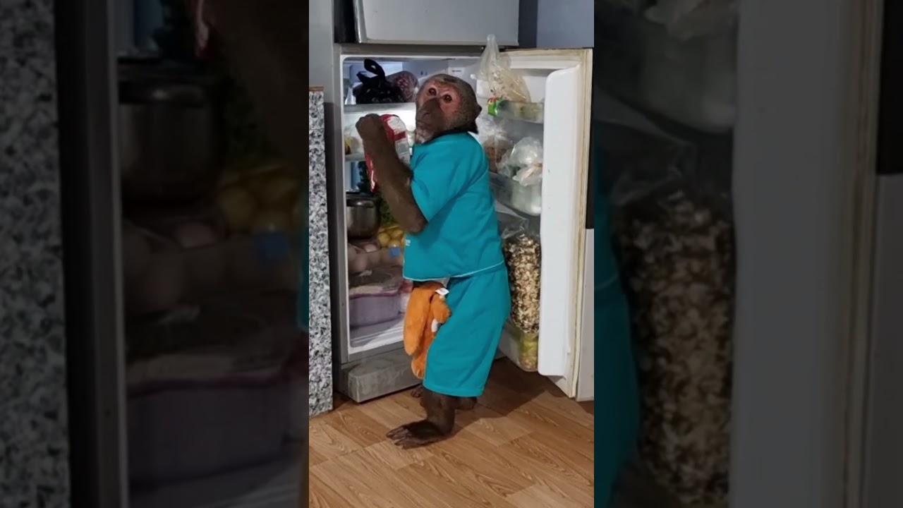 Smart monkey Abu opens the refrigerator 