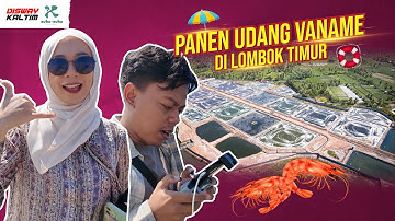 Lihat Pohon Purba dan Panen Udang Vaname di Lombok Timur